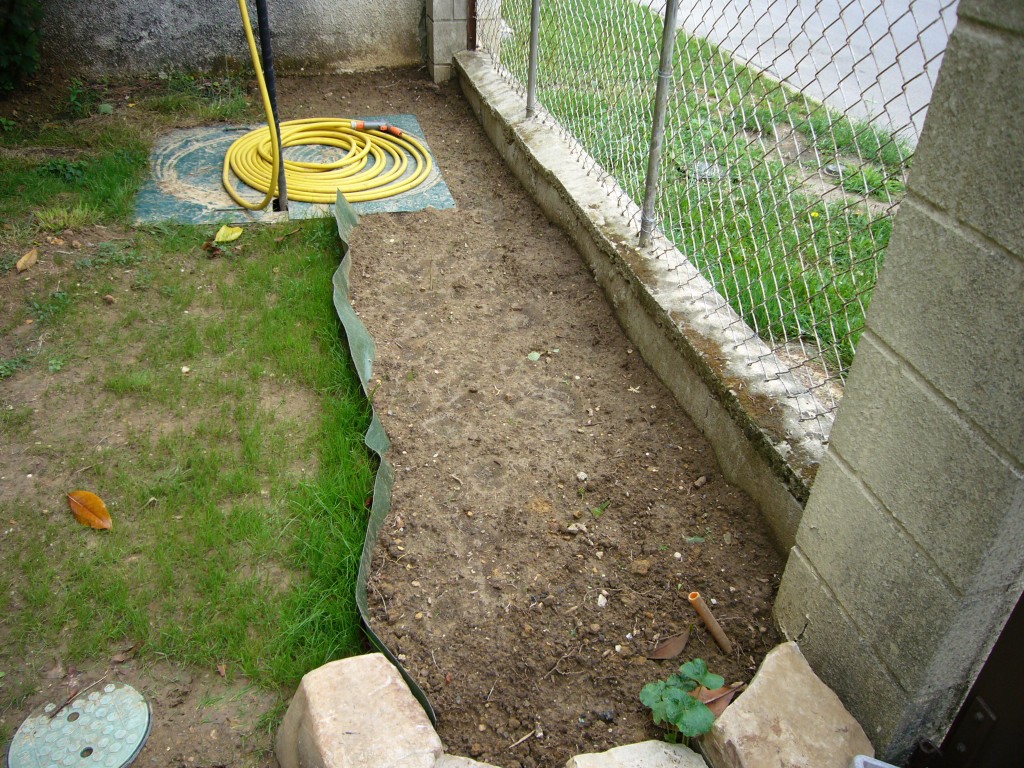 planter une haie de bambou