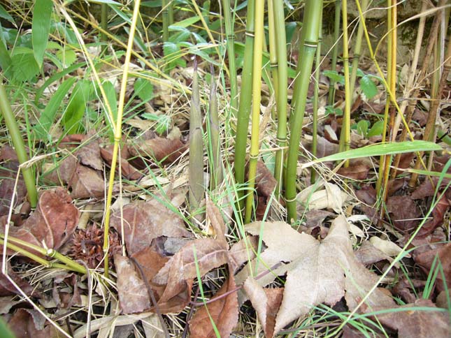 haie bambou bissetii humilis turion chaume