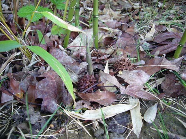 haie bambou bissetii humilis turion chaume