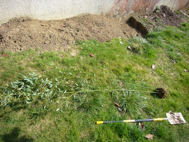 haie bambous division de touffe humilis bissetii