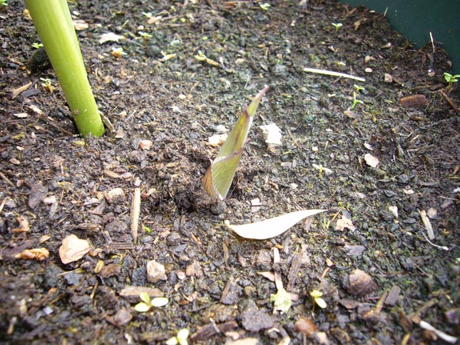 haie bambous division de touffe humilis turion bissetii