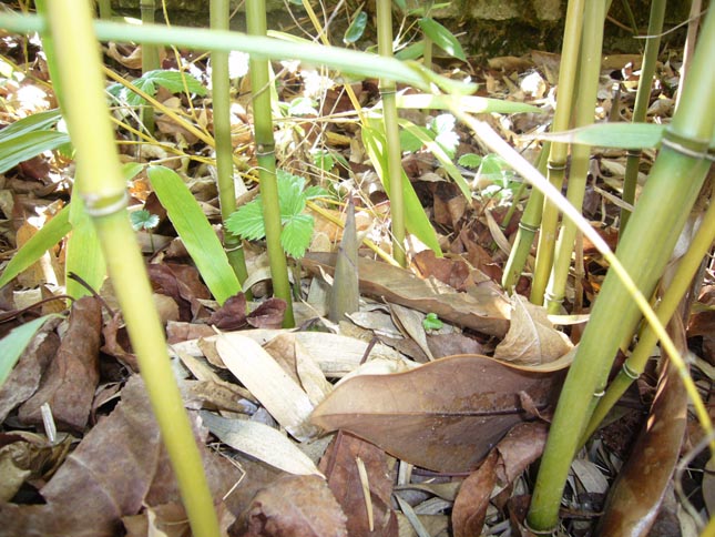 haie bambou bissetii humilis turion chaume