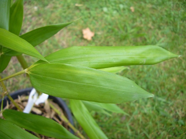 haie bambou humilis bissetii