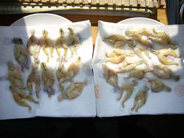 cuisses de grenouilles panées à l'ail